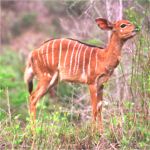 Nyala Female